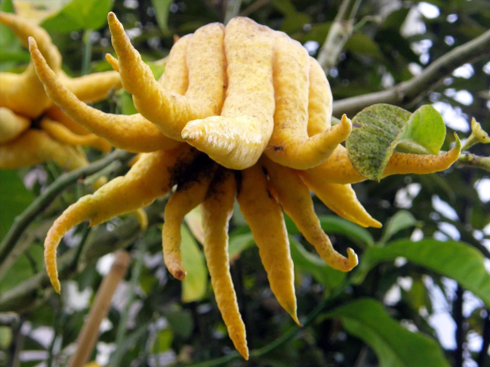 Close-up of a Buddha's Hand citron, showcasing its unique finger-like shape