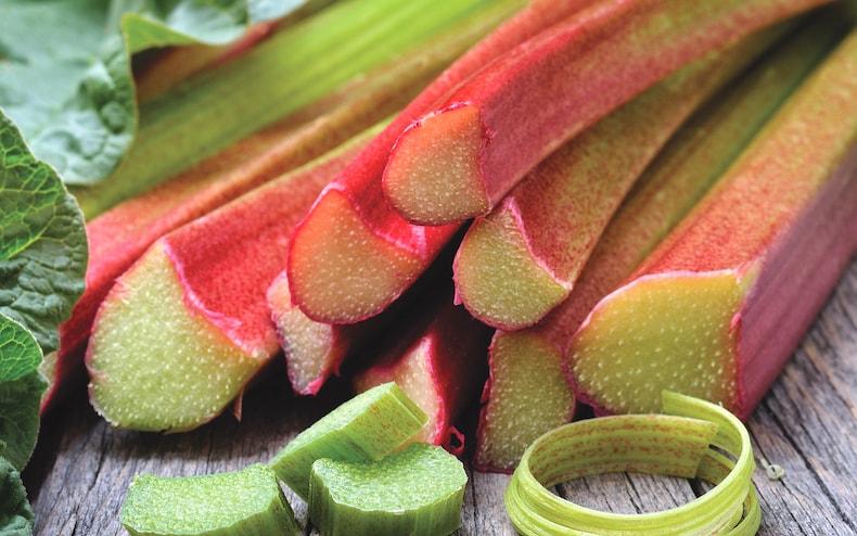 close up shot of rhubarb stalks in a garden