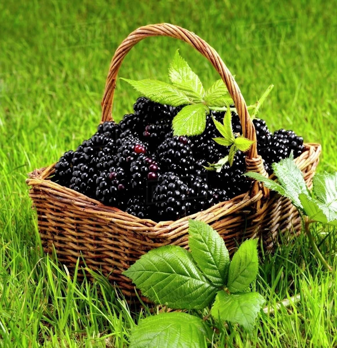 fresh blackberries in a basket