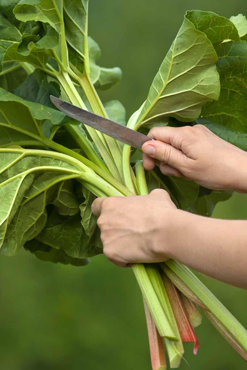 a close-up shot of freshly picked rhubarb stalks
