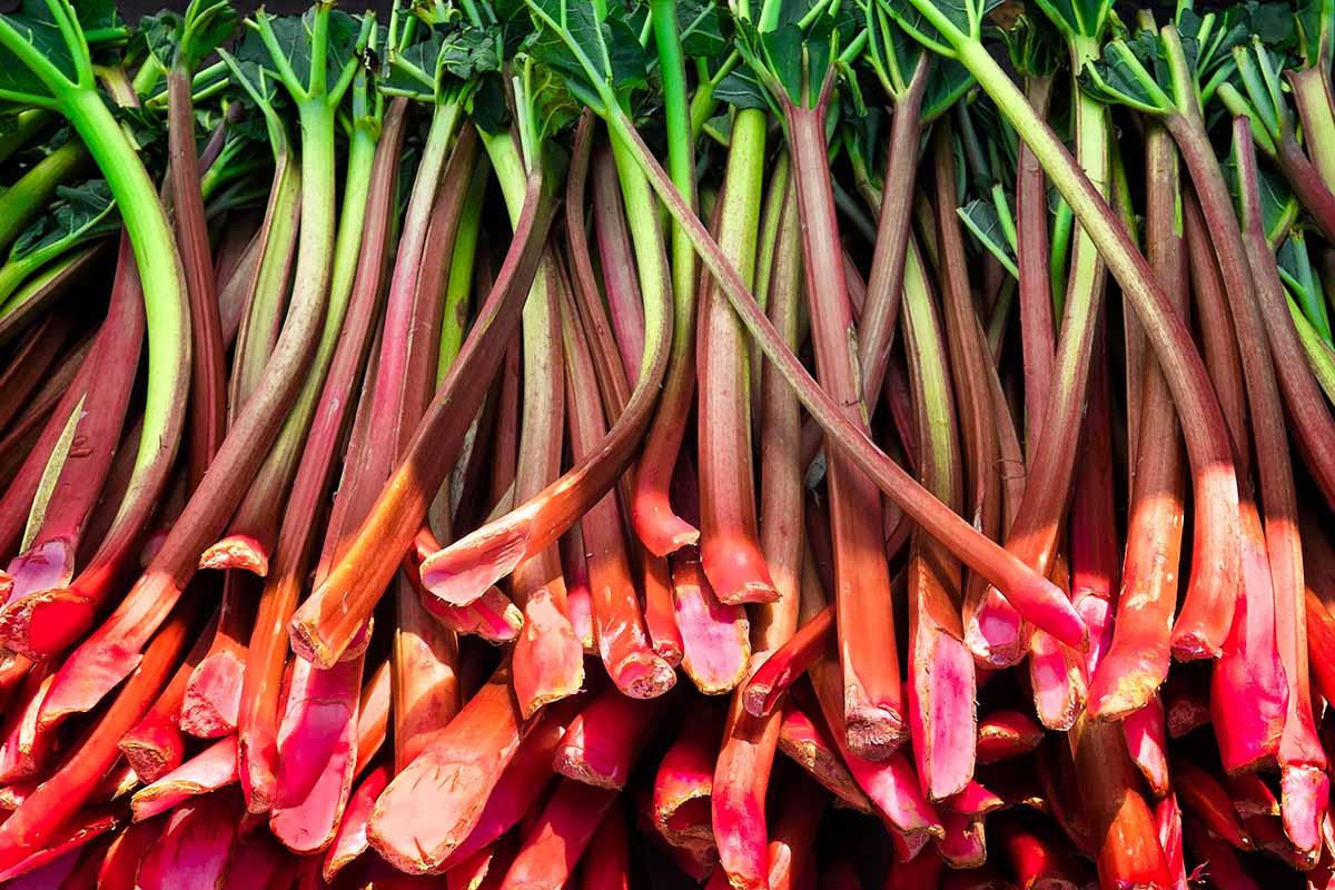 close-up of fresh rhubarb stalks, vibrant pink and green