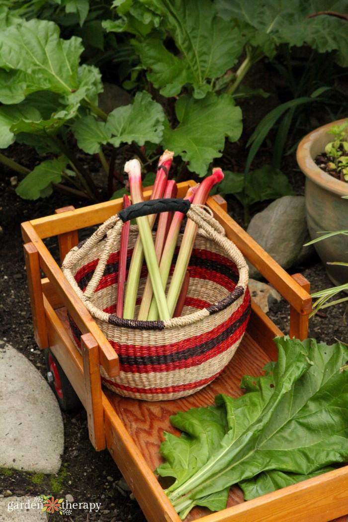 Close-up of rhubarb stalks being harvested in a garden, with a rustic basket nearby
