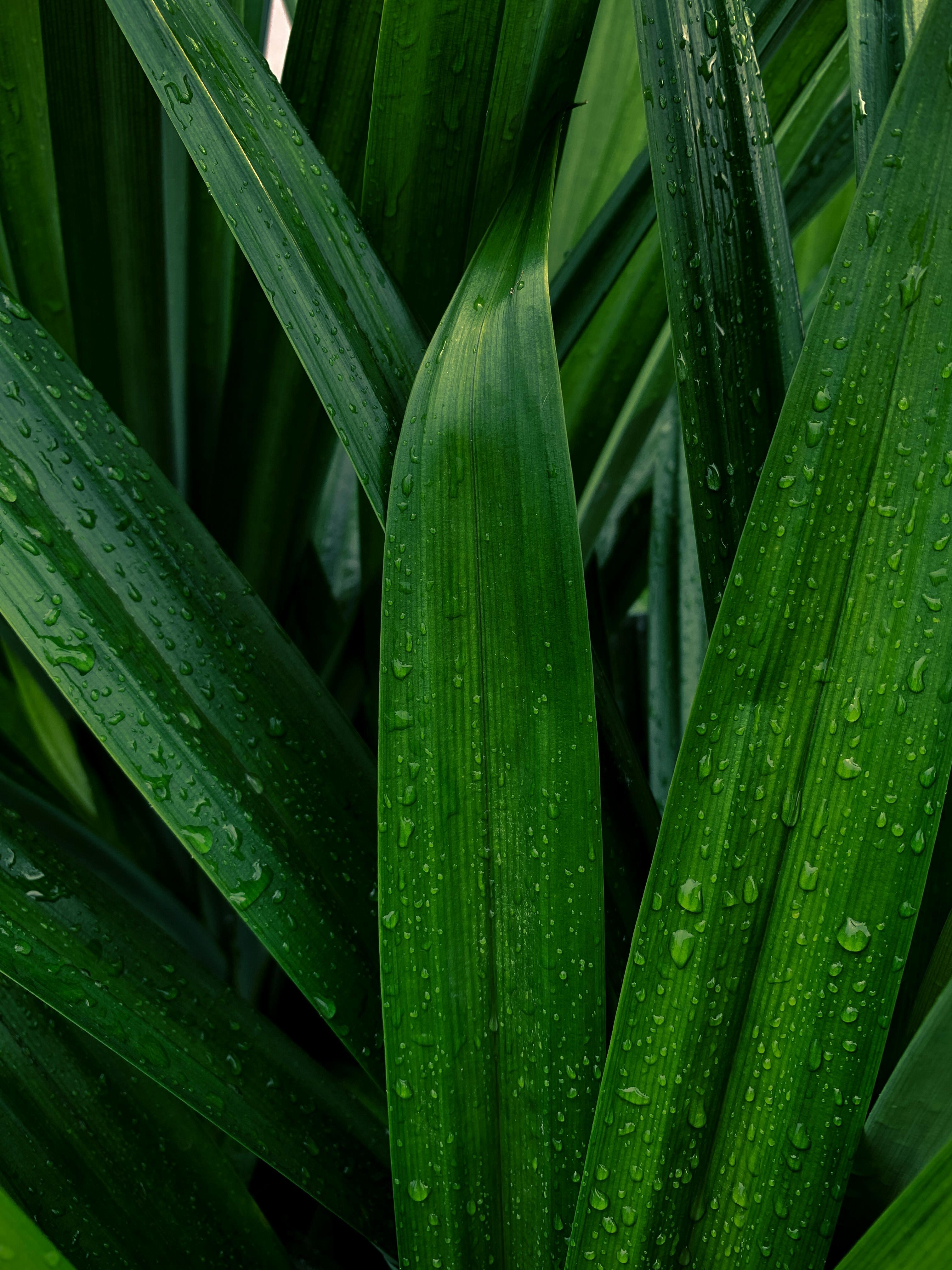 close up of fresh pandan leaves and rosewater in a market setting