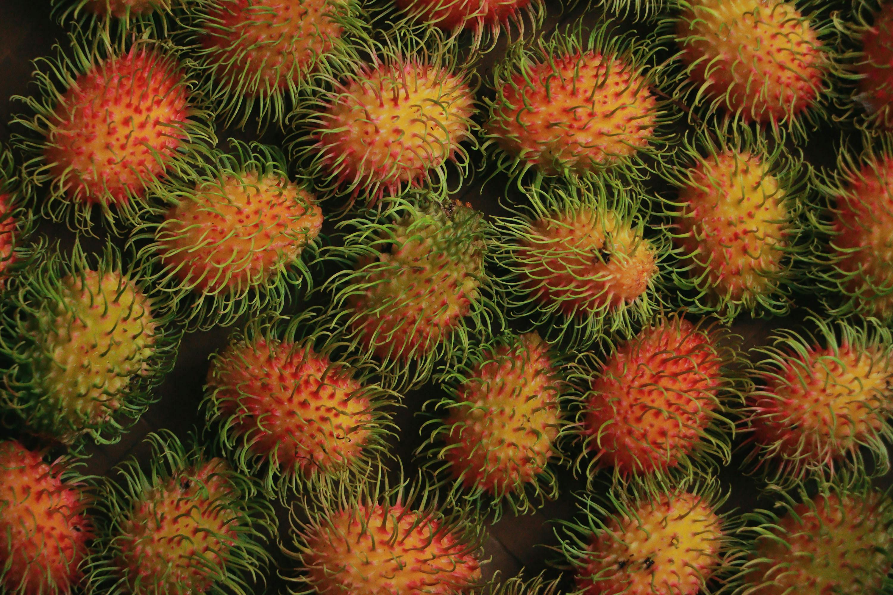 Close-up of fresh rambutans