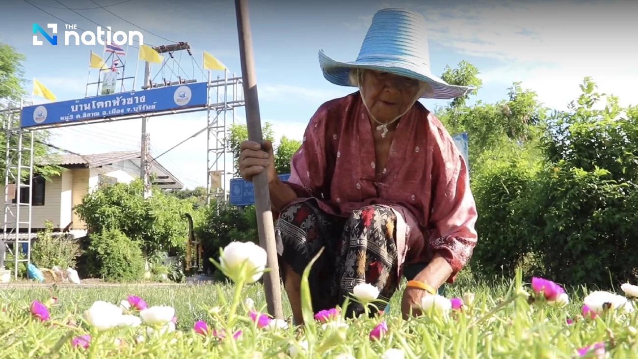 nostalgic image of a grandmother in her garden, tending to hibiscus flowers