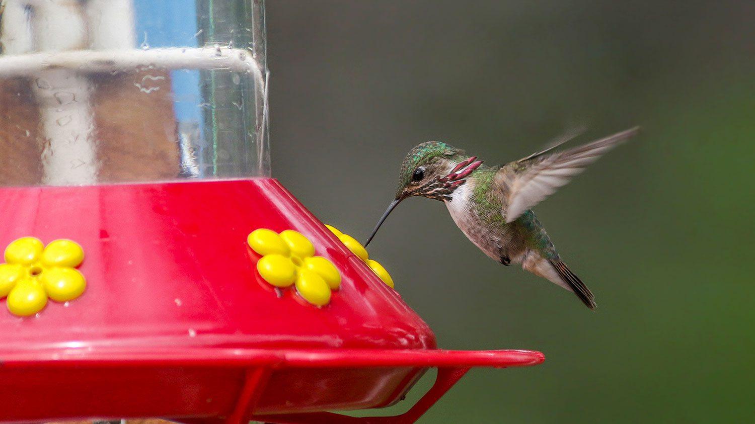 hummingbird drinking from a feeder