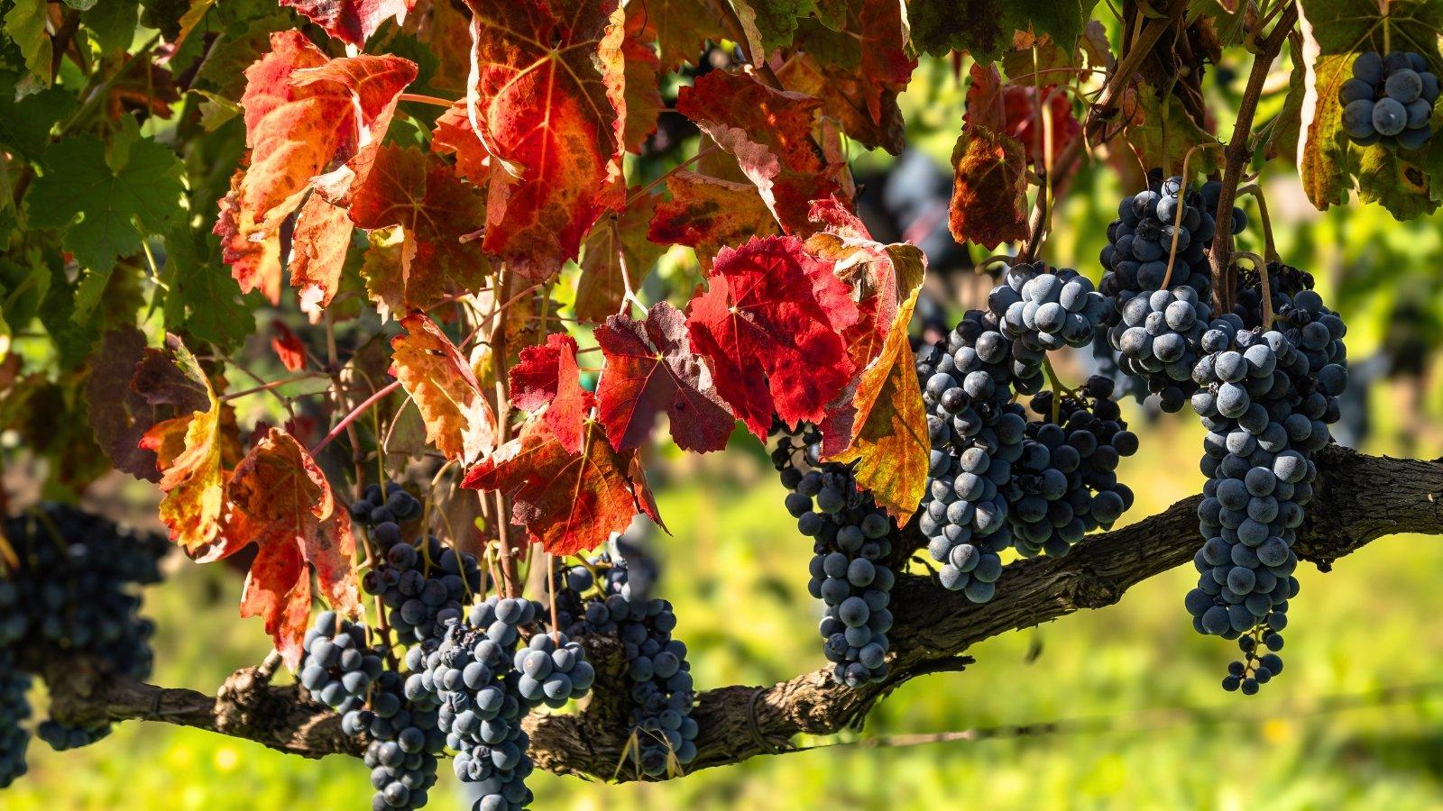 vineyard with vitis grapes in autumn