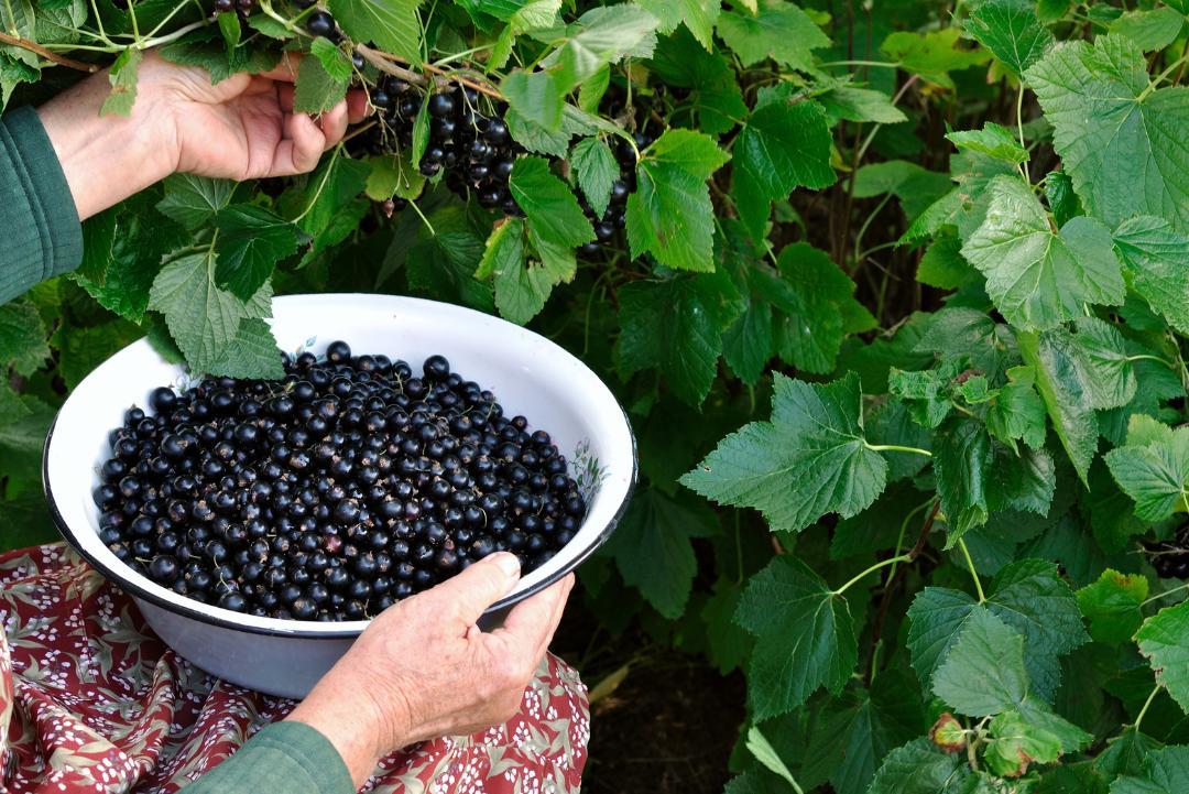 Currants being picked from the plants.