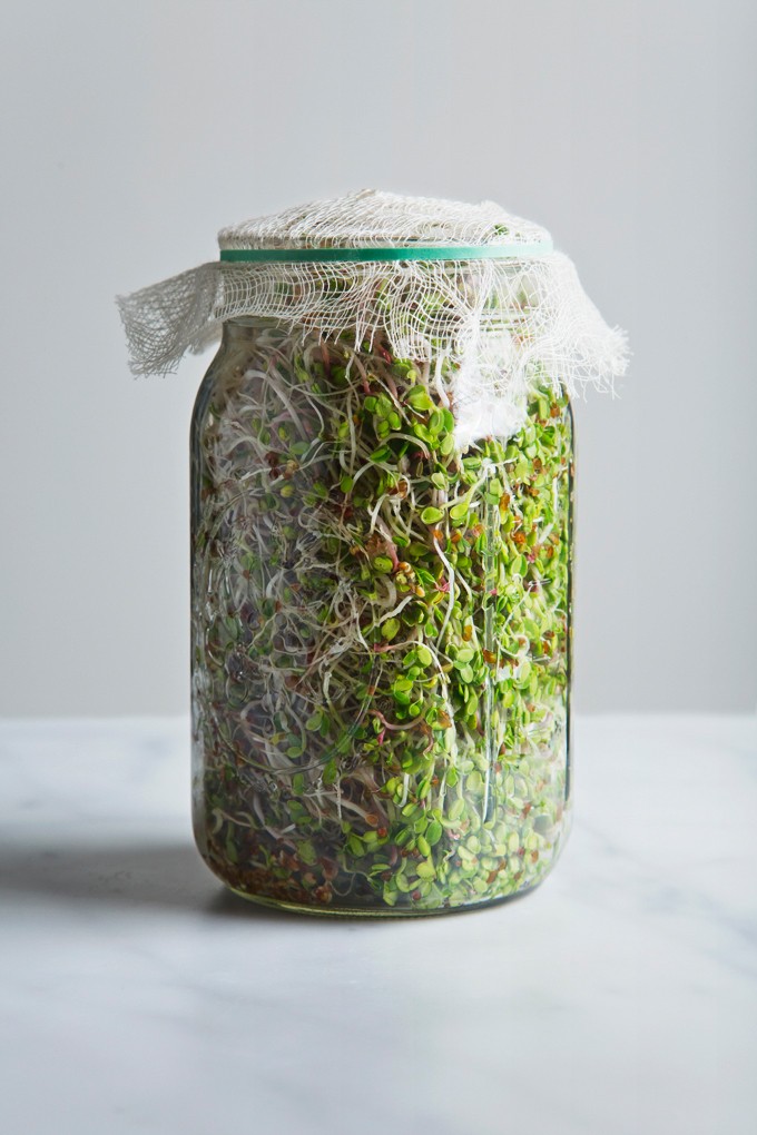 fresh alfalfa sprouts in a glass jar